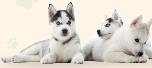 Three husky puppies resting together