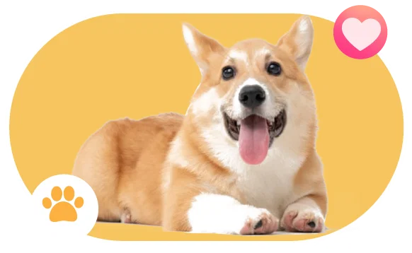 Happy corgi at Wille’s Pet Paradise