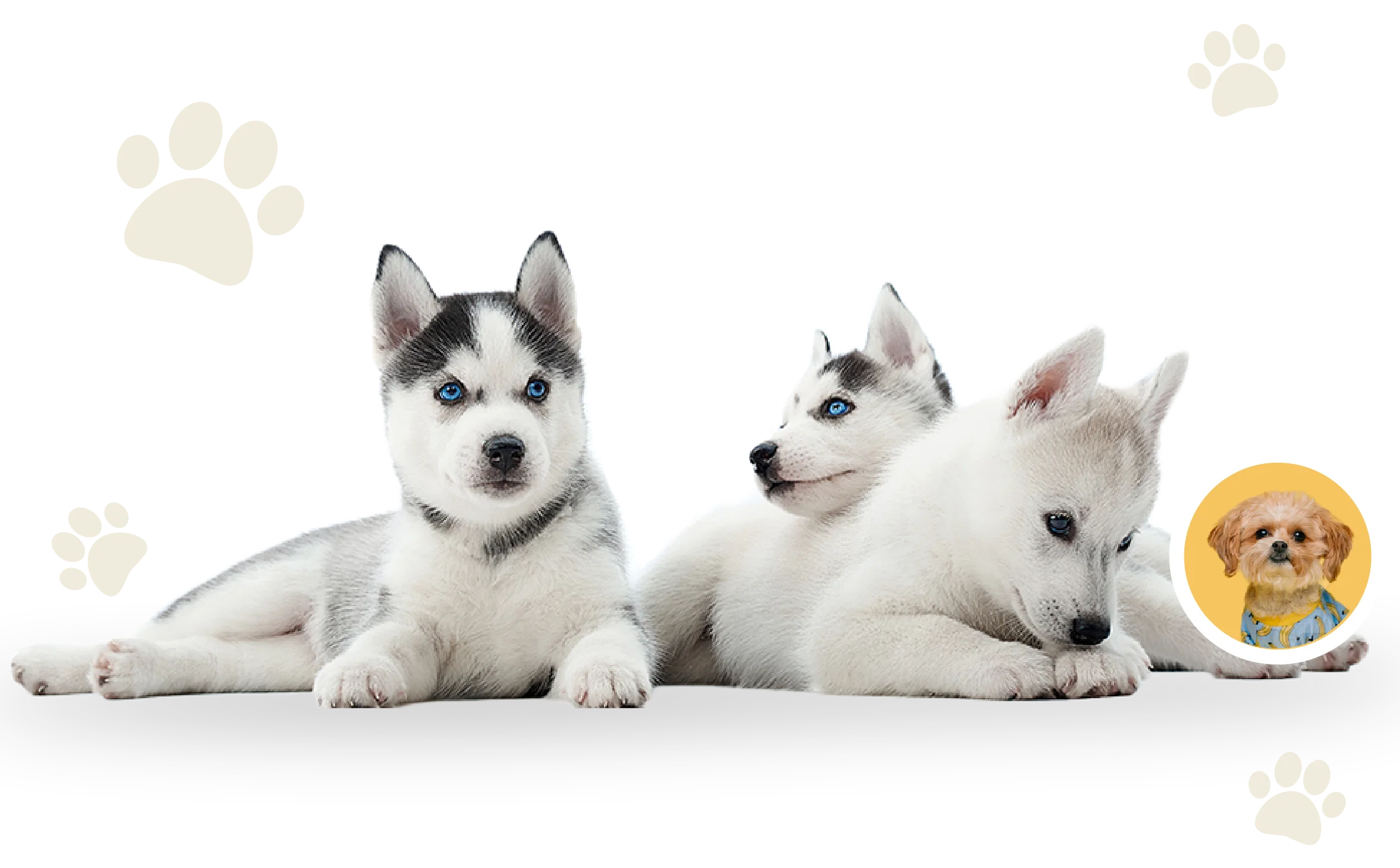 Three playful dogs at Wille’s Pet Paradise